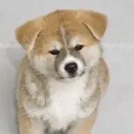 きはなさんのアイコン画像