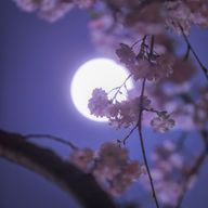 夜桜 澪 @ 治った👍🏻さんのアイコン画像