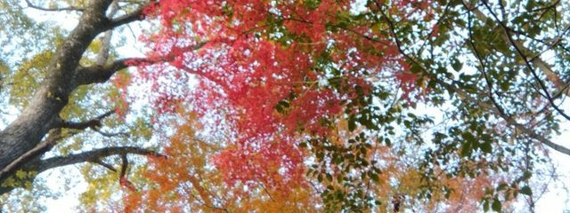 人間的に失格！/不定期更新さんの壁紙画像