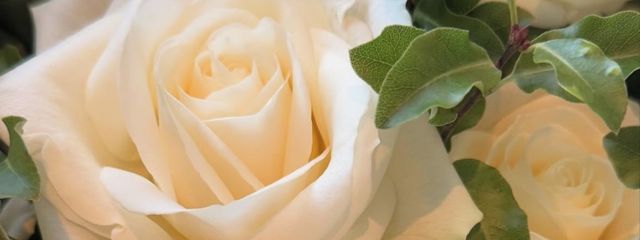 staratさんの壁紙画像