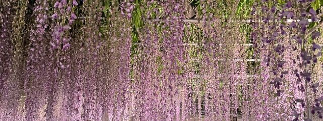 honoさんの壁紙画像