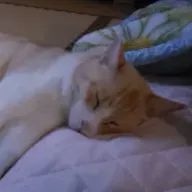 猫しか勝たんさんのアイコン画像