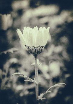 永遠の愛を君へ＿＿~1輪に込めた思い~