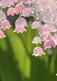 　ねぇ　乱歩　さん　。