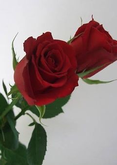 眞赤な嘘で愛して　。