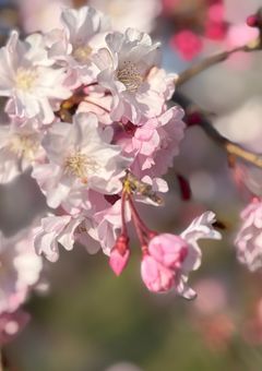  ただも 𓂃♡.·