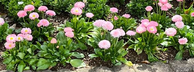 しおんさんの壁紙画像