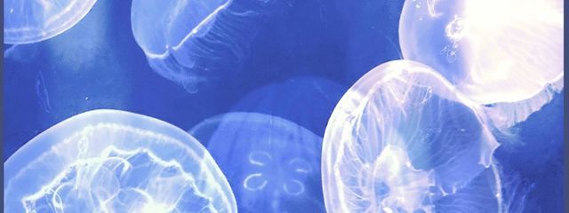 HaruA。さんの壁紙画像