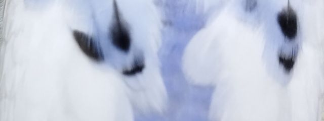 こわさんの壁紙画像