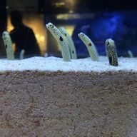 もしぃさんのアイコン画像