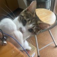 かるたさんのアイコン画像