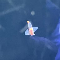 琴葉🌱さんのアイコン画像