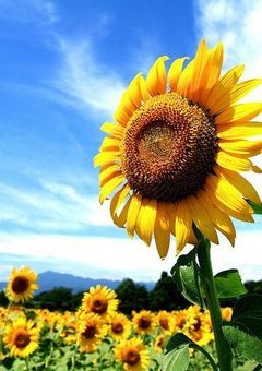 ひまわりの花言葉