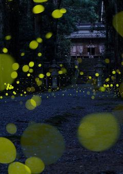 いとをかし人に恋蛍