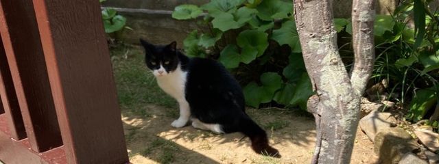 壱月さんの壁紙画像