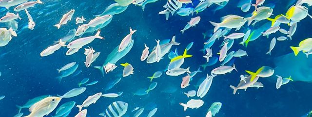 清音@低浮さんの壁紙画像