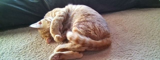 フカ犬猫　＠ペア画中さんの壁紙画像