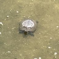 ぴよさんのアイコン画像