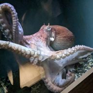 ぎゃうさんのアイコン画像