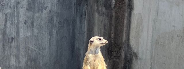 外壁ロッククロック🔐🕰️さんの壁紙画像