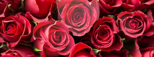 麗さんの壁紙画像