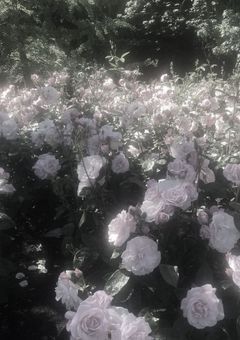  《 無 気 力 な 飴 屋 》 