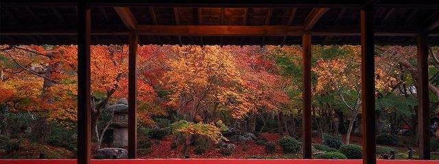 桂さんの壁紙画像