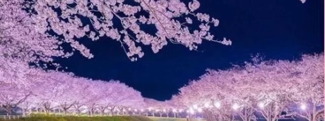 らんぱくさんの壁紙画像