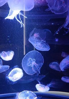 才のための菲才