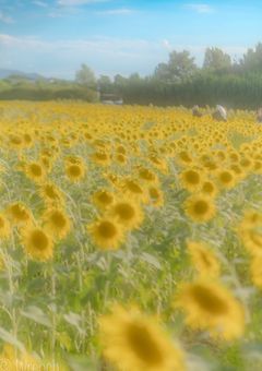 ya - まるで , 少女漫画みたいな 恋を 。