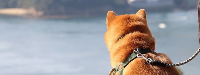 雨音#フォロバ絶対さんの壁紙画像