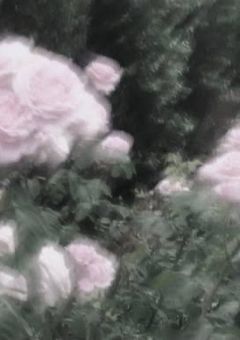 距離感バグのぴんくさん