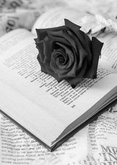 短 編 集 。　　«　b l x l　»