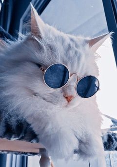 猫になった夢主は左馬刻に飼われる