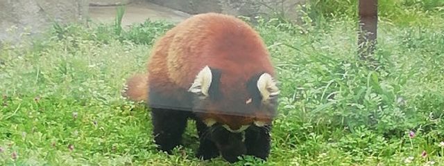 雨霰^^ さんの壁紙画像