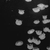 ぴんくさんのアイコン画像