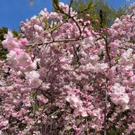 mallabyさんのアイコン画像