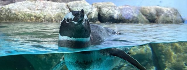おかゆさんの壁紙画像