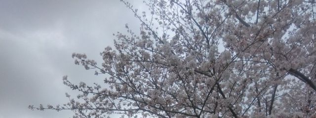  ゆら ふめちゃとペア画ちゅうさんの壁紙画像