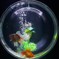 ライさんのアイコン画像