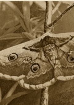 少年の日の思い出（主の妄想ver）