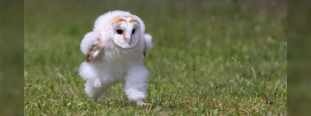 こはる @人生頑張るなうさんの壁紙画像