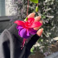 M𖤣𖥧𖥣𖡡𖥧𖤣‎さんのアイコン画像