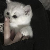 사리さんのアイコン画像