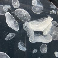 くはここさんのアイコン画像