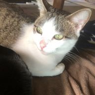 あいあいさんのアイコン画像