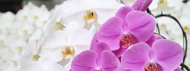 るみさんの壁紙画像