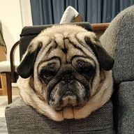 ロバートチヨさんのアイコン画像