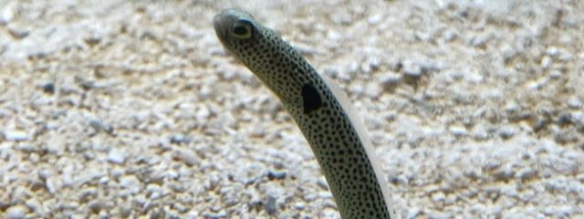 露乃 霊芠さんの壁紙画像