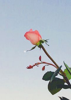 🌷短編小説 〜関ジュ〜